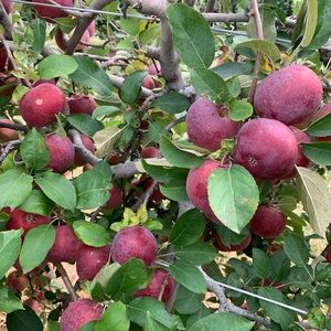 Meet your Posher, Thuy